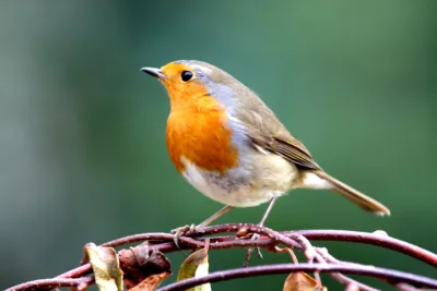Robin-on-branch-royalty-free-image-1567774522